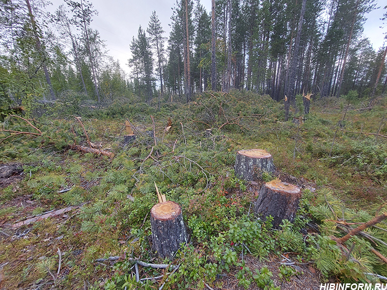 Под Апатитами обнаружили незаконную вырубку деревьев