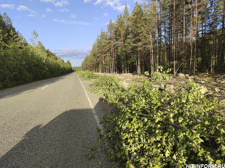 Дорога под Апатитами уже месяц завалена мёртвыми деревьями