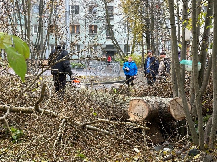 Для апатитских резчиков по дереву появился запас материала