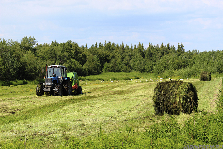 «Сельскому хозяйству на Севере быть!» — сказал Андрей Чибис, сел в трактор и укатил в поля