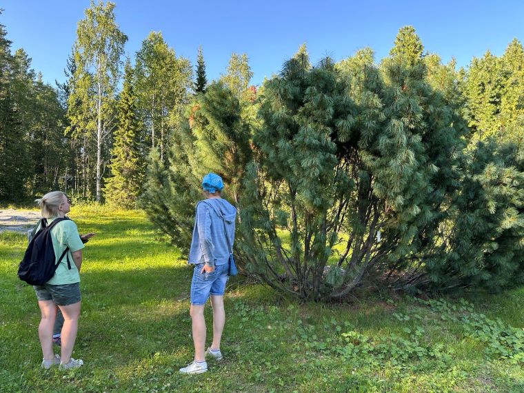 В Апатитах есть место, где растёт берёза с красными листьями. И не только она